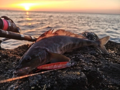 ホッケの釣果