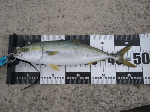 ハマチの釣果