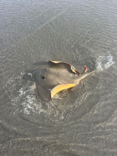 エイの釣果
