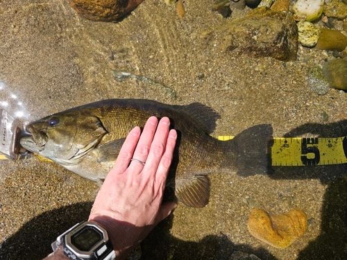 スモールマウスバスの釣果