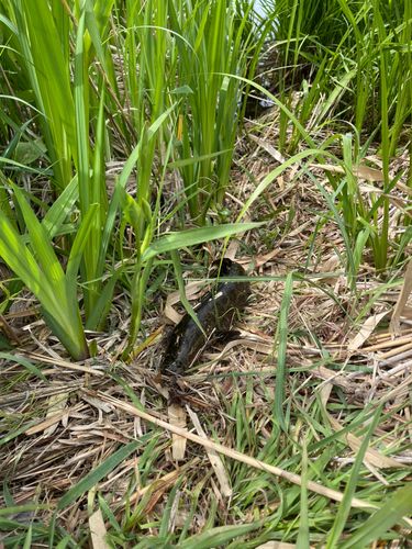 ライギョの釣果