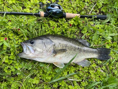ブラックバスの釣果