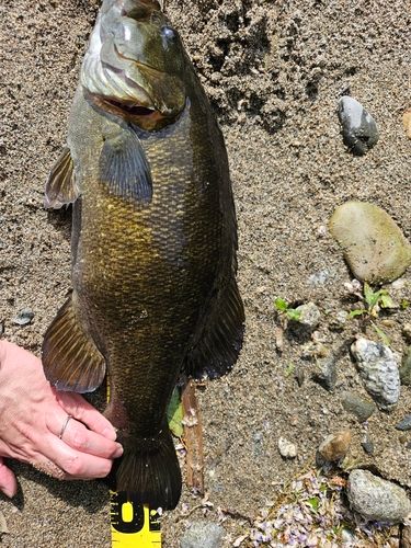 スモールマウスバスの釣果
