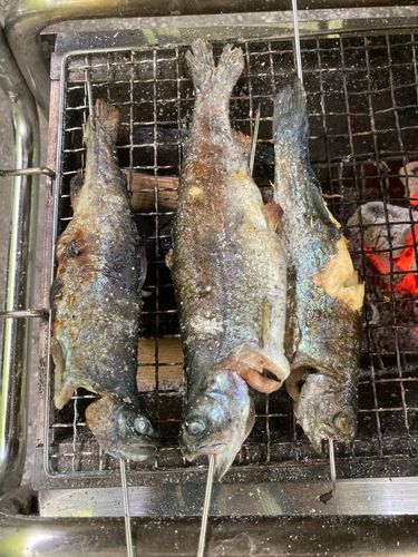 ニジマスの釣果