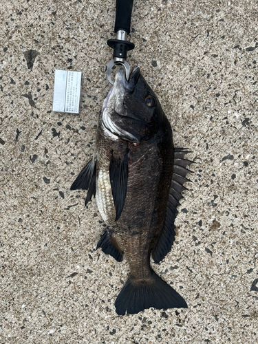 チヌの釣果