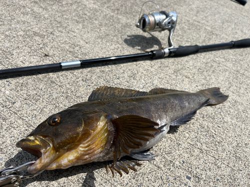 アイナメの釣果