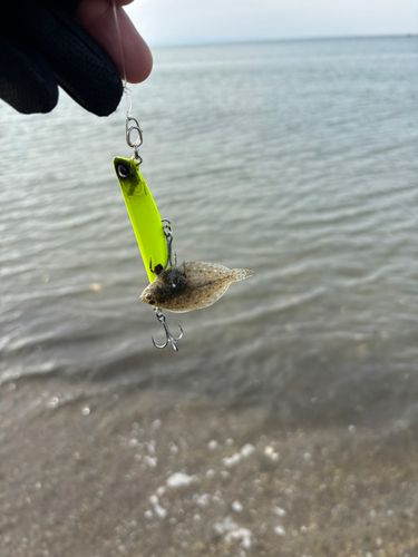 カレイの釣果
