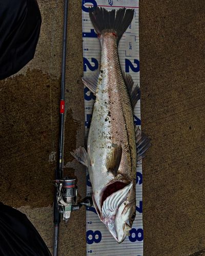 シーバスの釣果