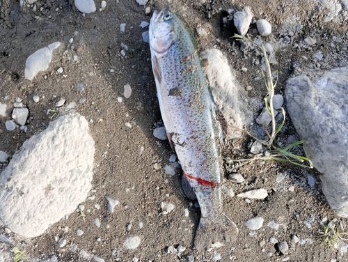 ニジマスの釣果