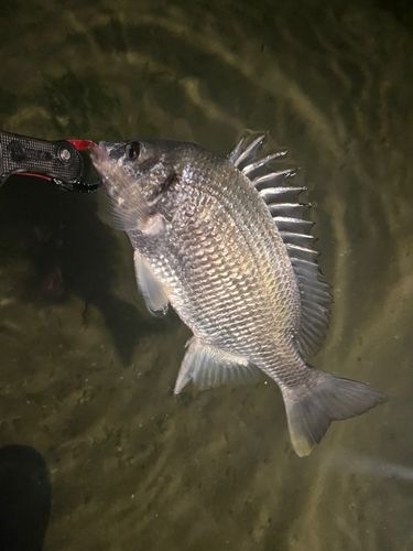 キビレの釣果