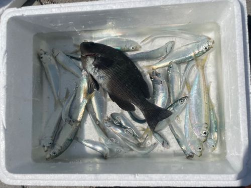 サッパの釣果