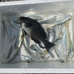 サッパ