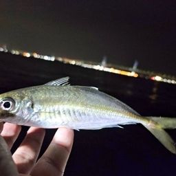 アジ
