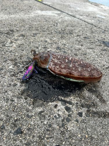 コウイカの釣果