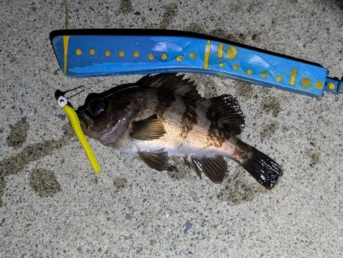 メバルの釣果