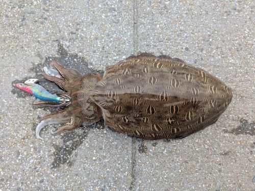 コウイカの釣果