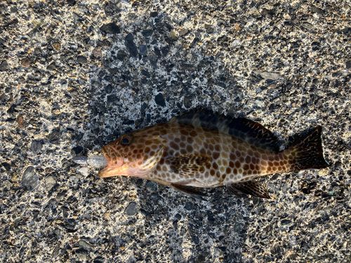 オオモンハタの釣果