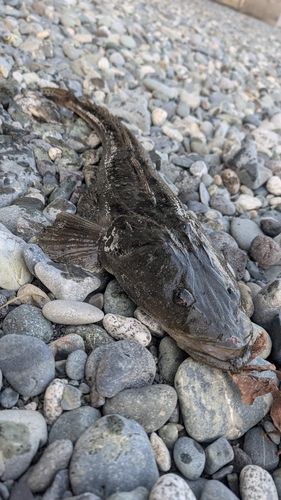 マゴチの釣果