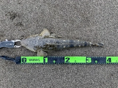 マゴチの釣果