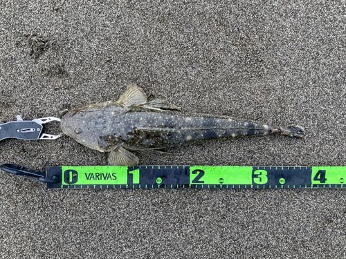 マゴチの釣果