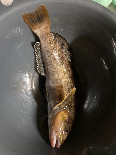 アイナメの釣果
