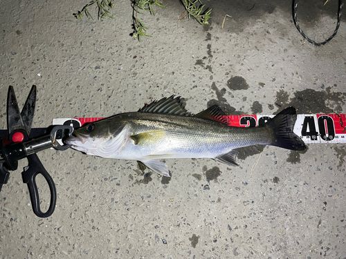 セイゴ（マルスズキ）の釣果