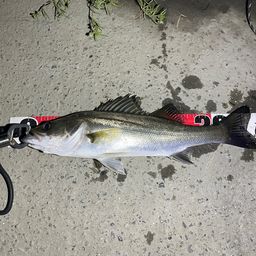 セイゴ（マルスズキ）