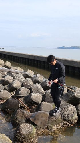 ツバクロエイの釣果
