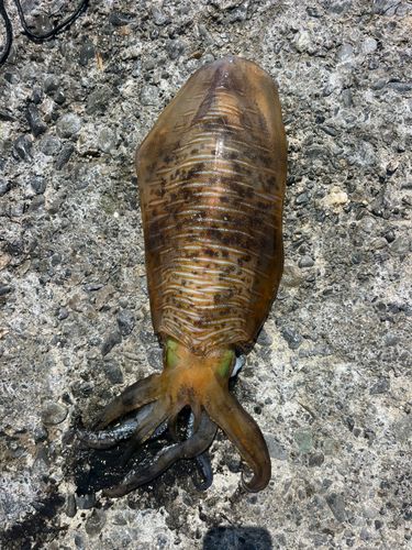 アオリイカの釣果