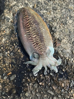 コウイカの釣果