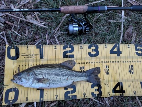 ラージマウスバスの釣果