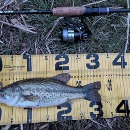 ラージマウスバス