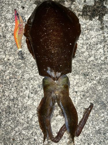 アオリイカの釣果