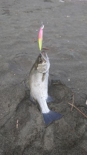 ヒラスズキの釣果