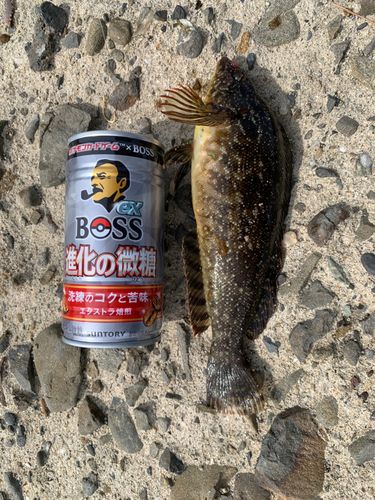 アイナメの釣果