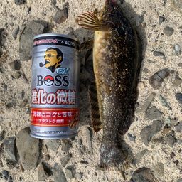 アイナメ