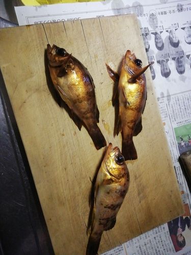 アカメバル