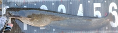 ナマズの釣果