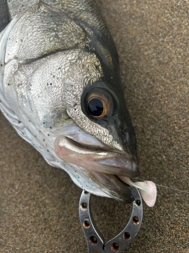 スズキの釣果