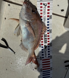 タイの釣果