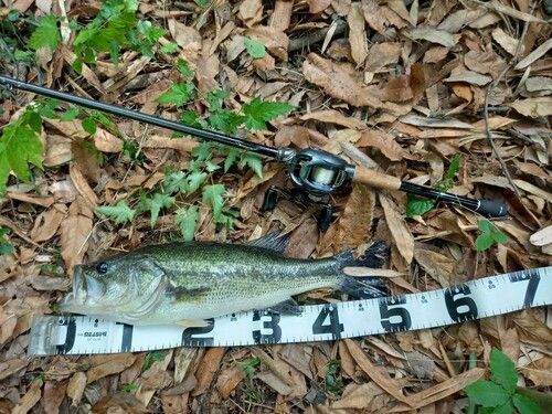 ブラックバスの釣果