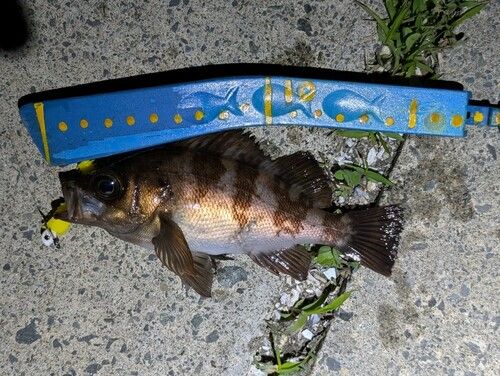 メバルの釣果