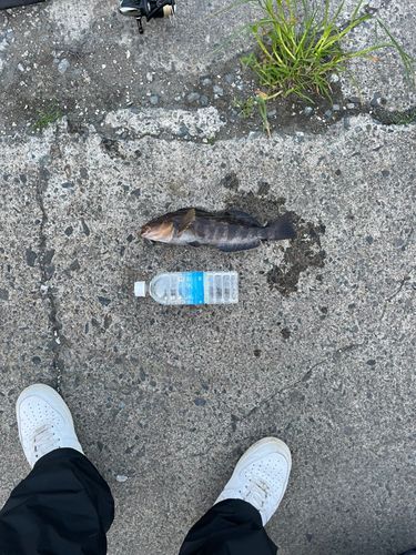 アイナメの釣果