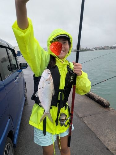 アシチンの釣果