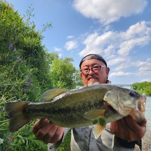 ラージマウスバスの釣果