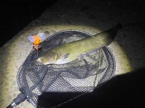 ナマズの釣果