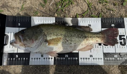 ブラックバスの釣果