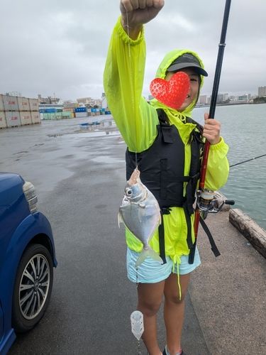 セイタカヒイラギの釣果