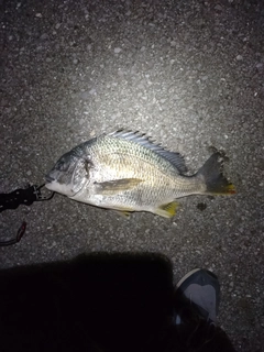 キビレの釣果