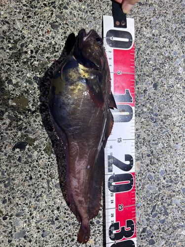 ドンコの釣果